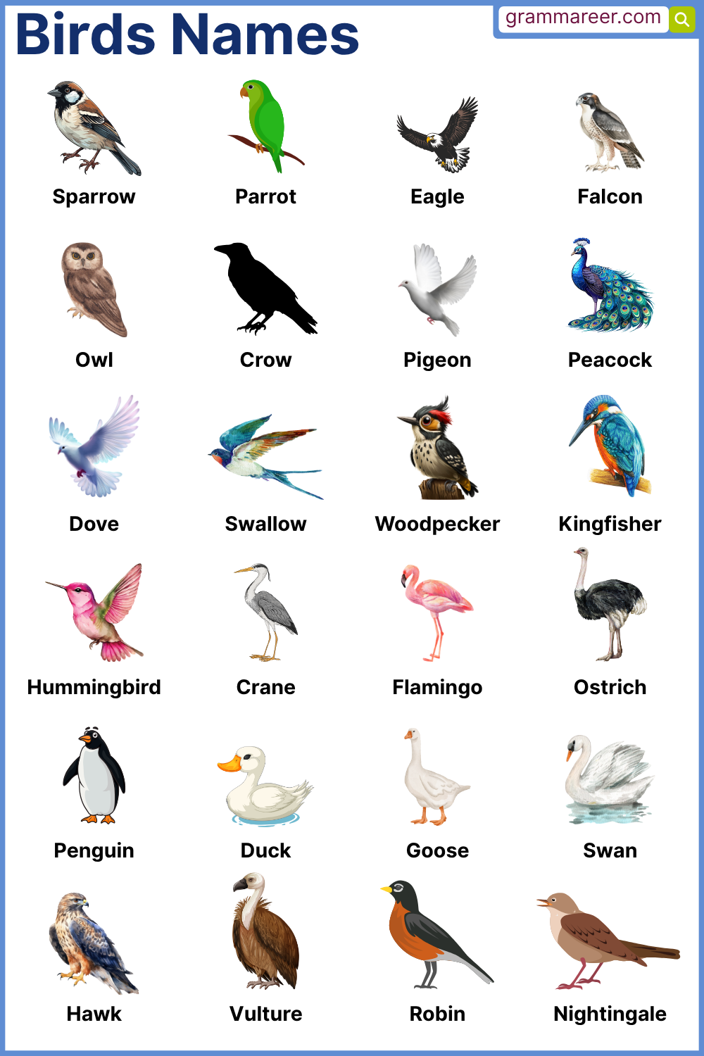 Birds Name in English with Pictures and Examples