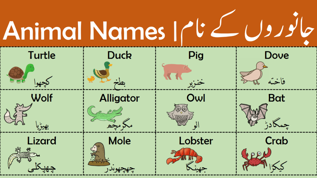 Animal Names Types Of Animals With Urdu Meanings Grammareer