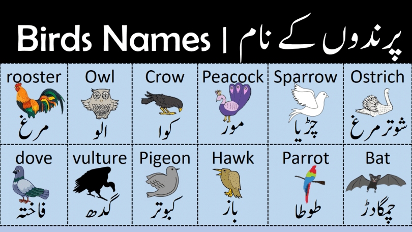 List of Birds Name in English with Urdu Meanings