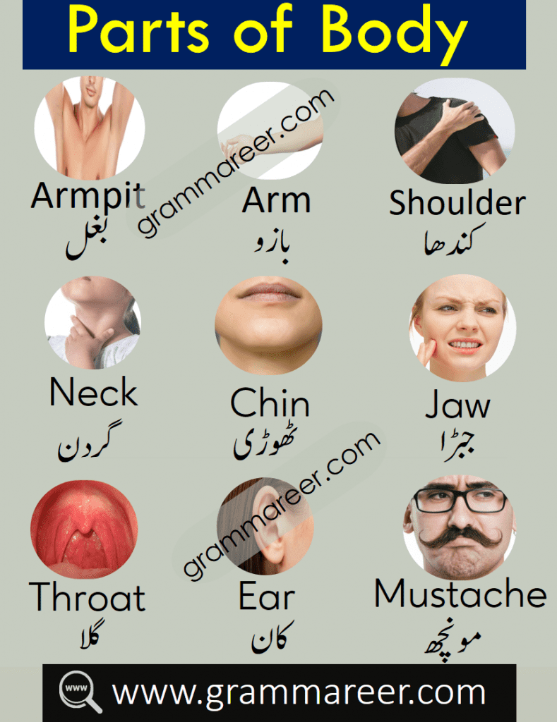 Parts of Body Names Vocabulary in Urdu