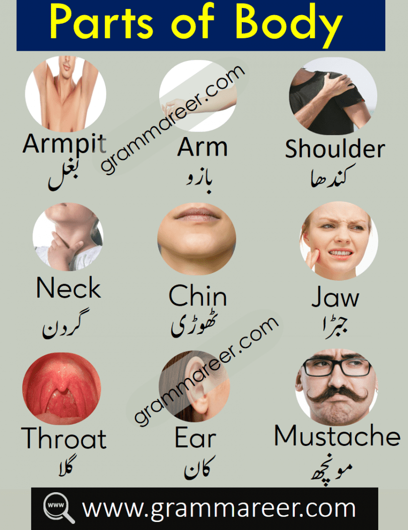 Parts of Body Names Vocabulary in Urdu | Grammareer