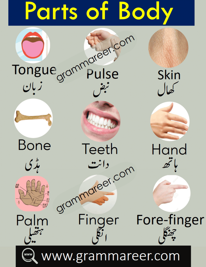Parts of Body English to Urdu