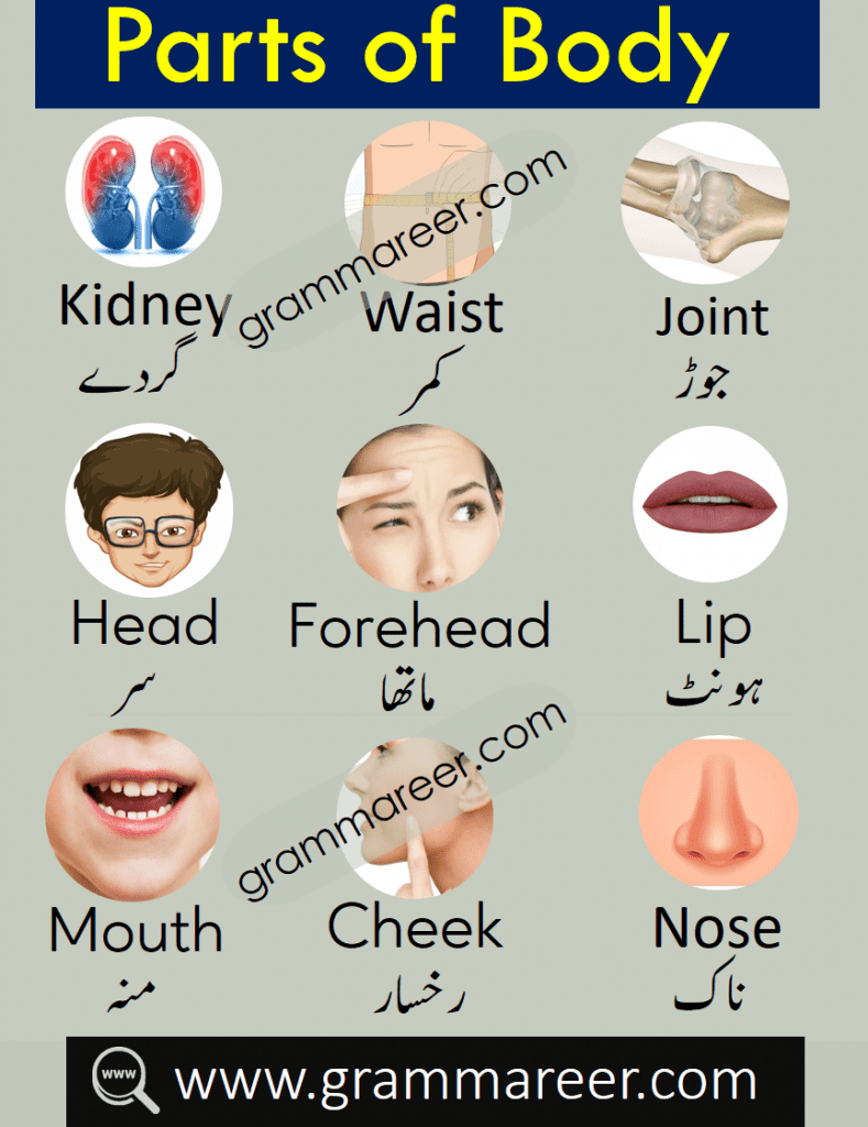 Body parts names in English with Urdu meanings