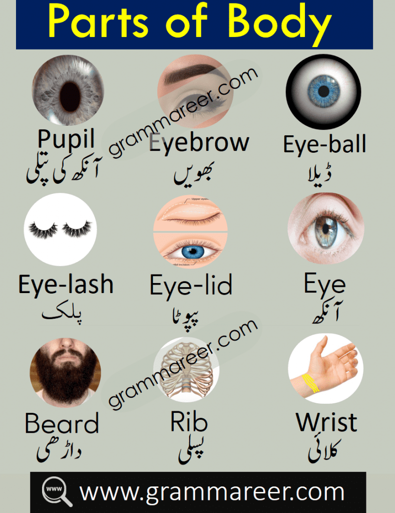 Names of body parts with Urdu meanings