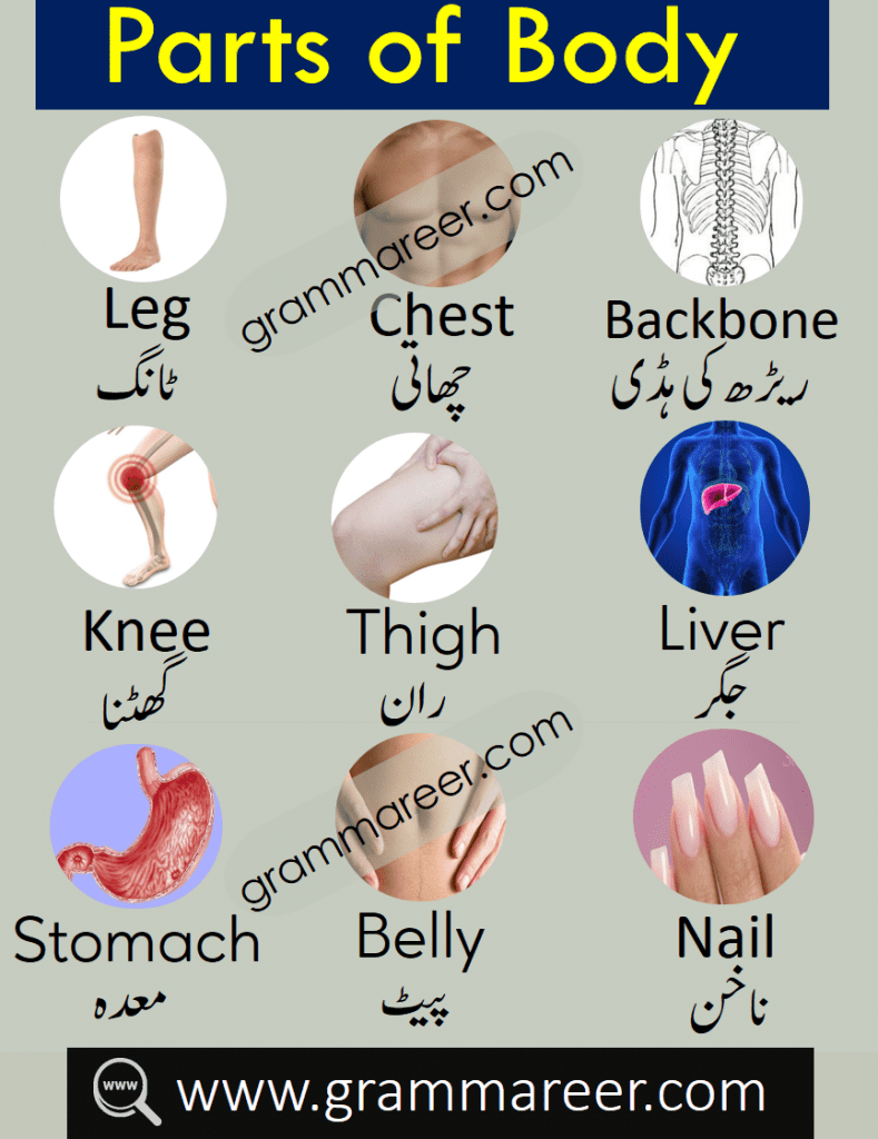 parts of body in English with pictures