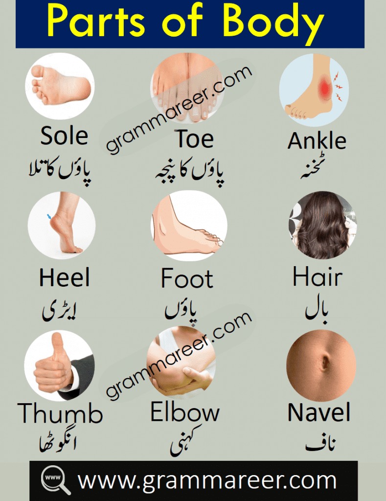 parts of body vocabulary with Urdu meanings and Pictures