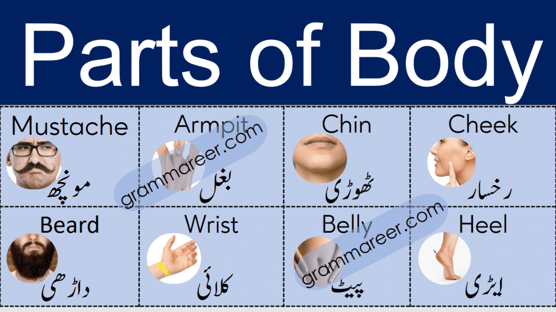 Parts of Body Names Vocabulary in Urdu | Grammareer