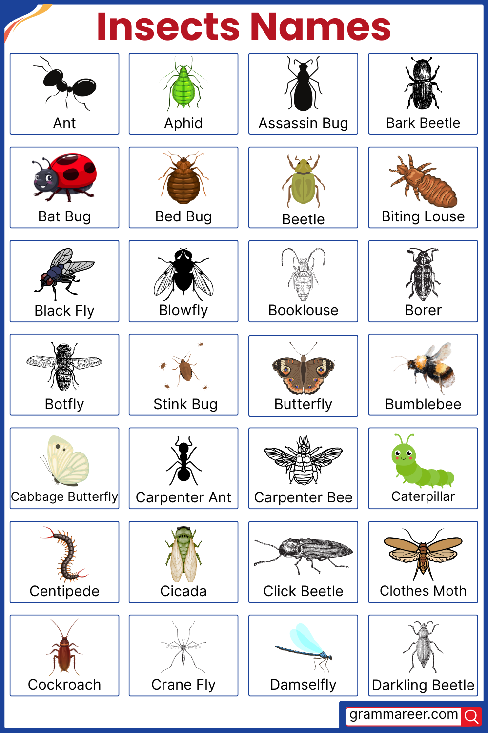 Insects and Bugs Names for Kids with Pictures