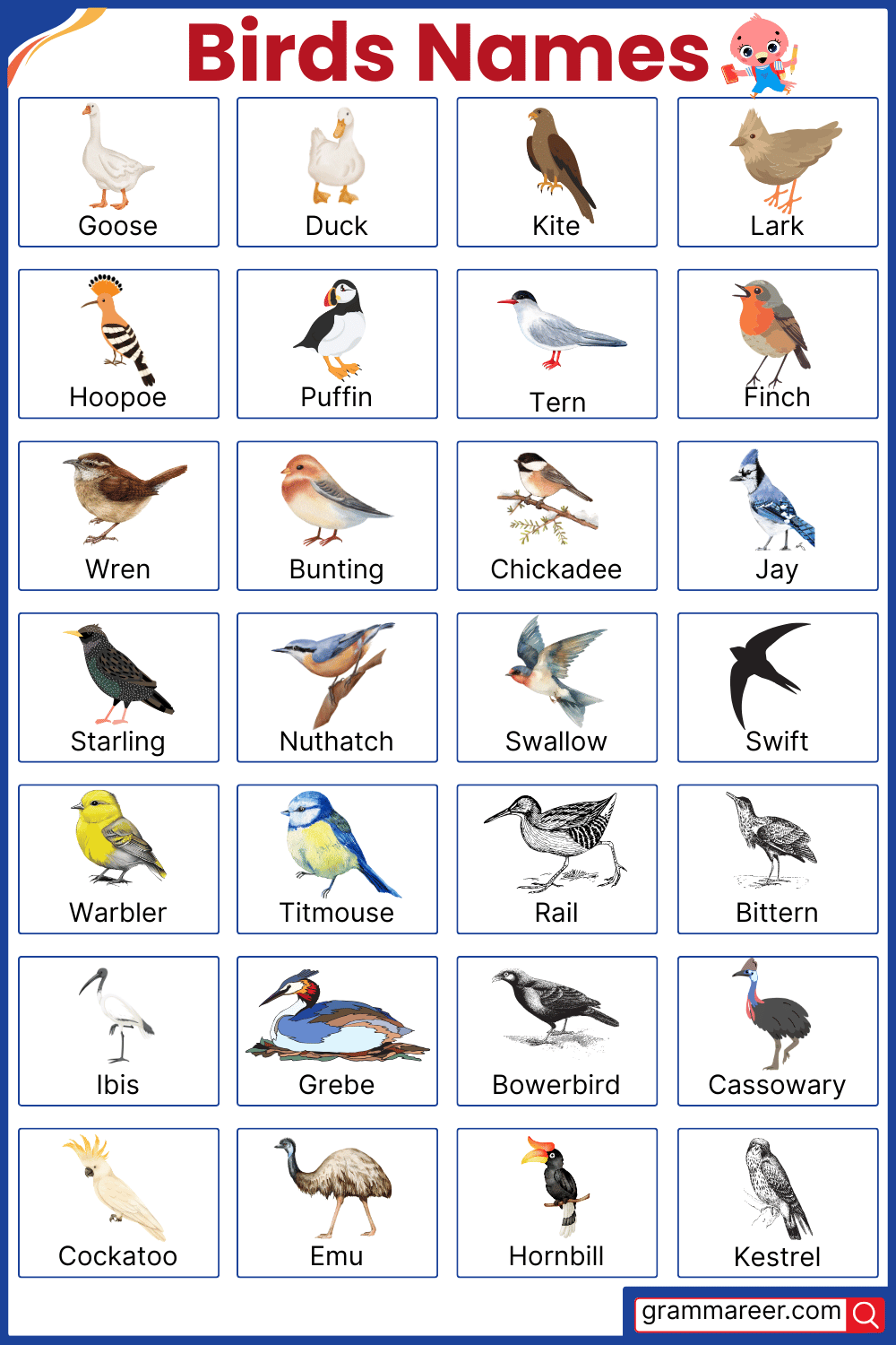Names of Birds in English with Pictures