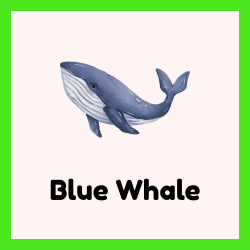 Blue Whale – Earth’s Largest Animal