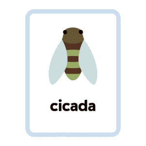 Cicada