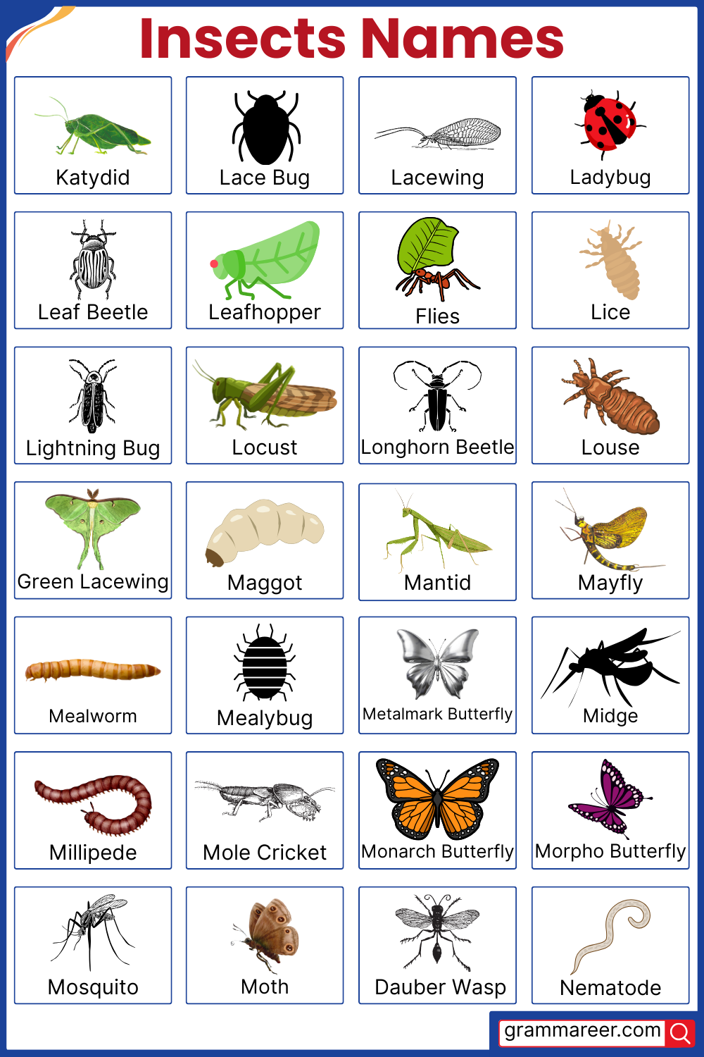 Types of Insects Names with their Images