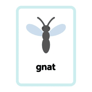 Gnat