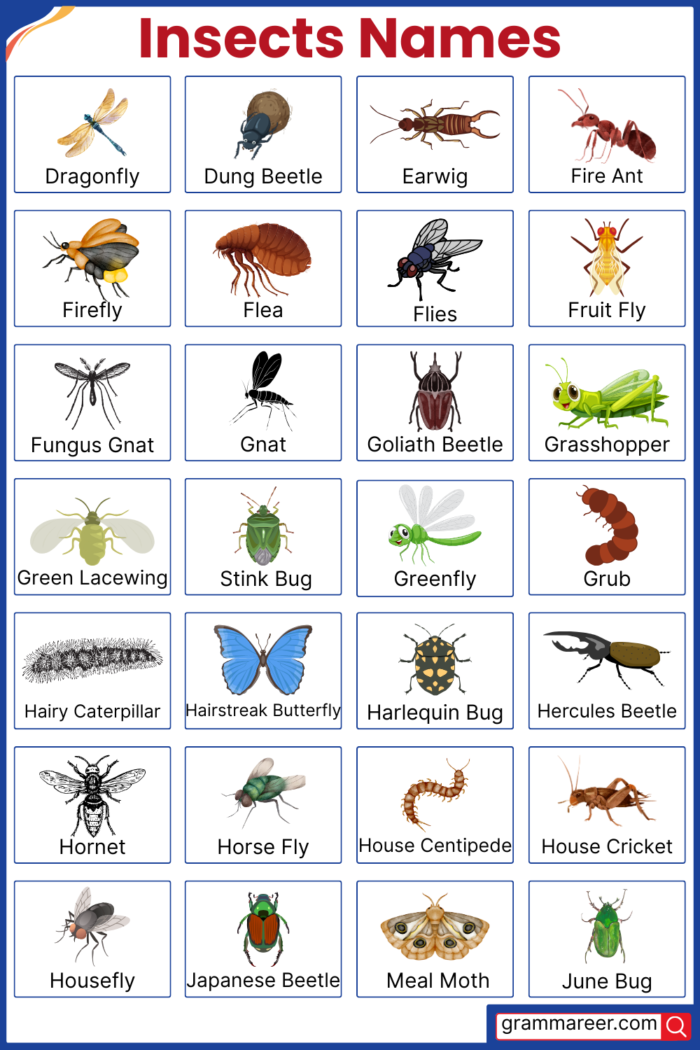Names of common Insects with their Pictures