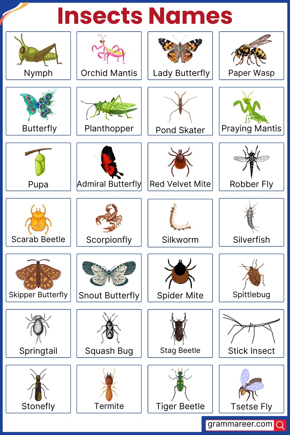 List of Insects: 100 Useful Names with Infographics