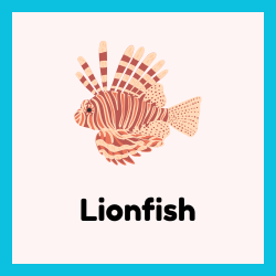 Lionfish – Invasive but Beautiful Predator