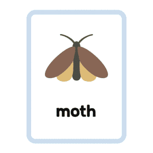 Moth