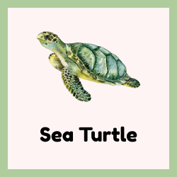 Sea Turtle