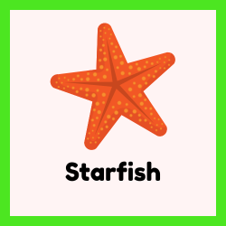 Starfish – Regenerative Marine Animal