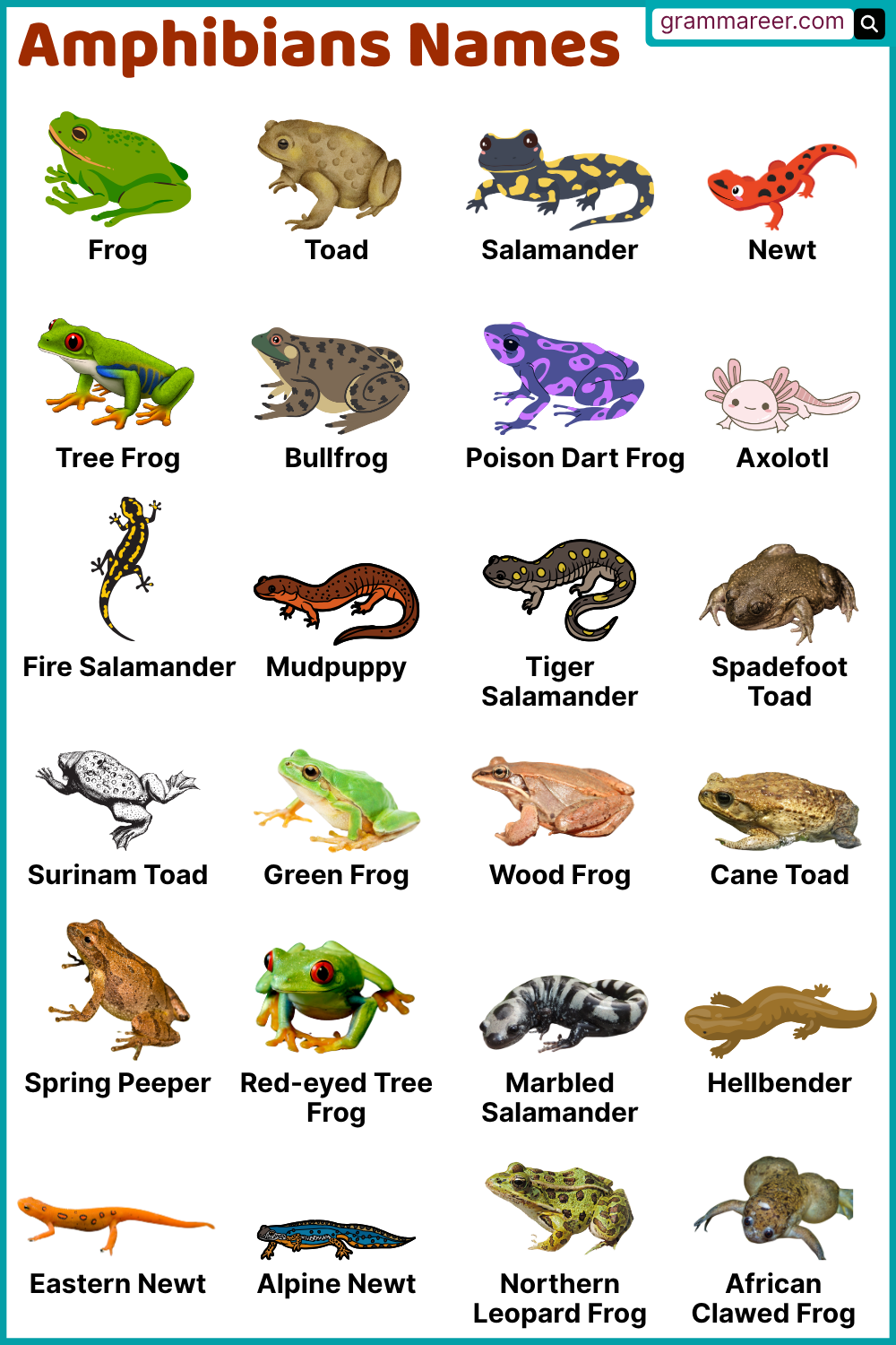 Amphibians names List, Types, Habits and Foods around the World