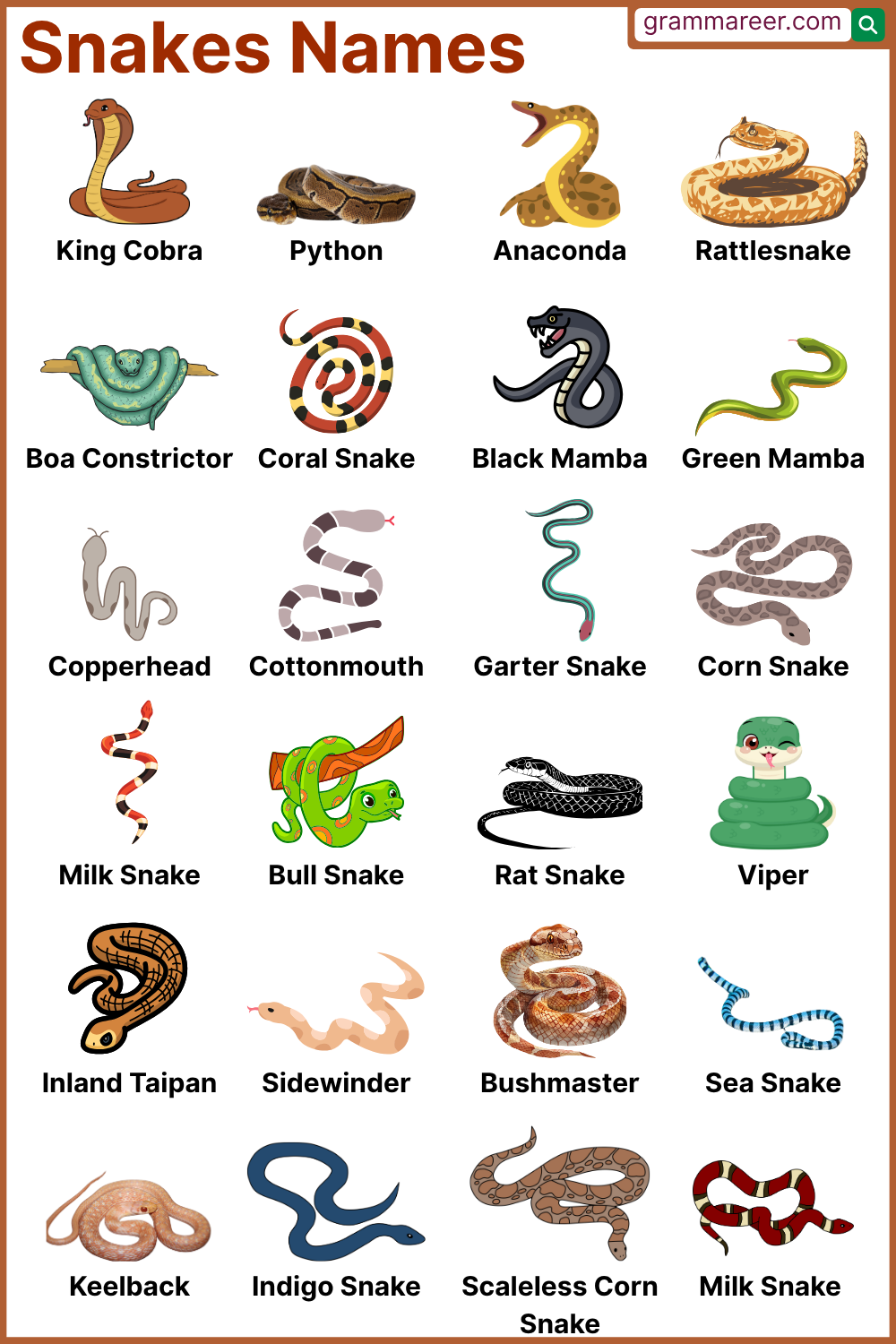 List of Snakes Names with Examples in English
