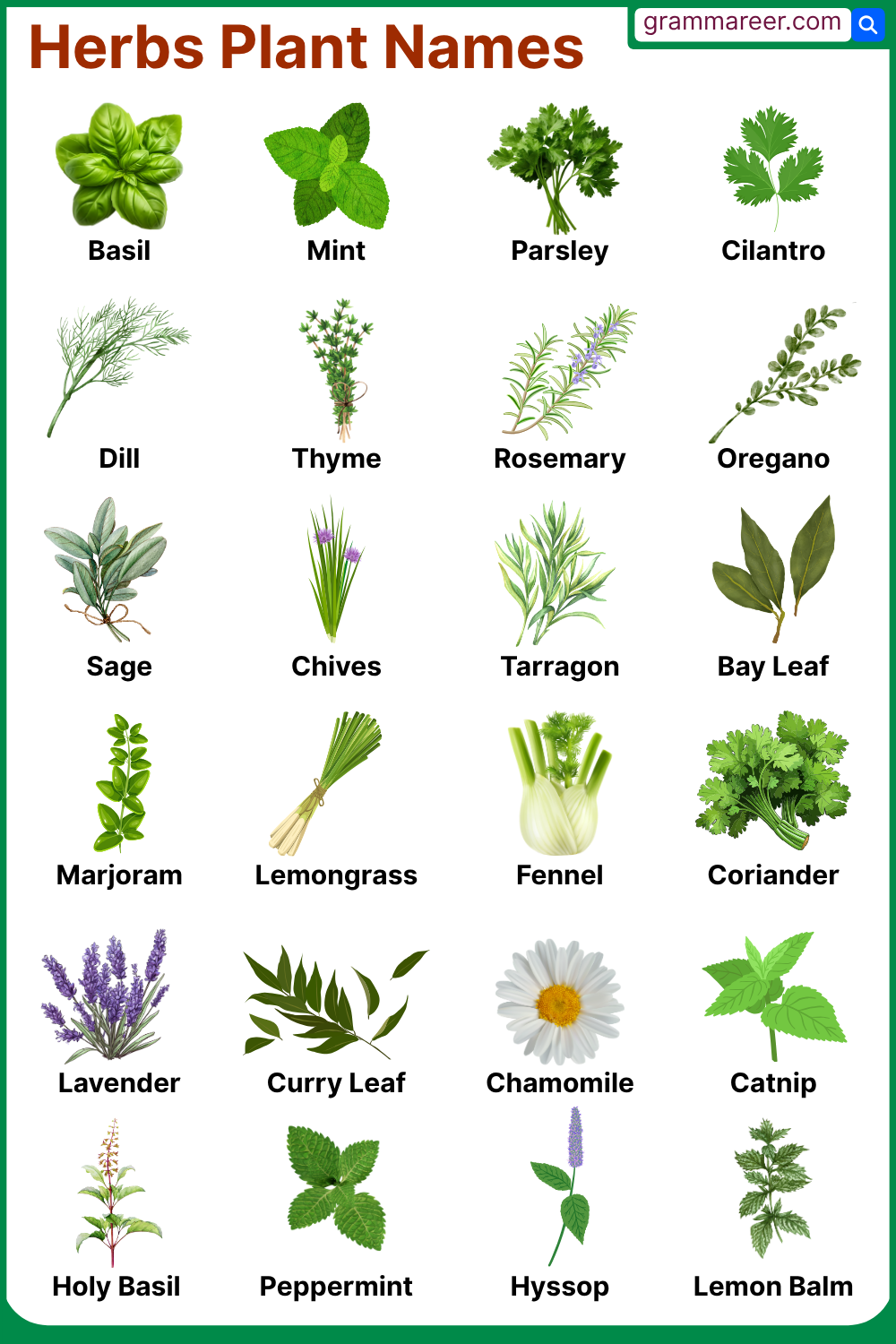 Common Names of Herbs Plants with Pictures