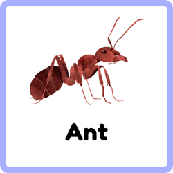 Ant