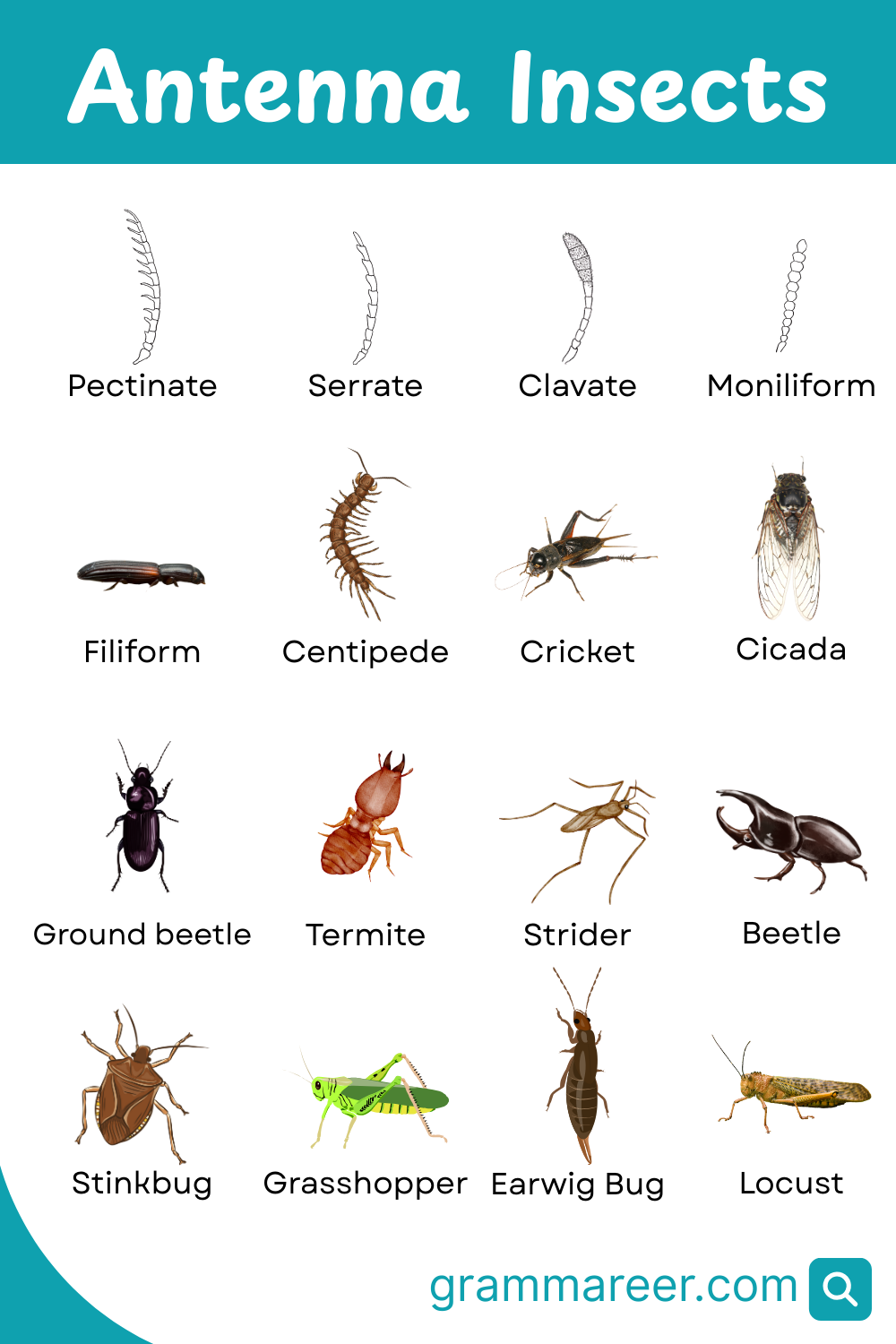 List of Antenna Insects and their Pictures