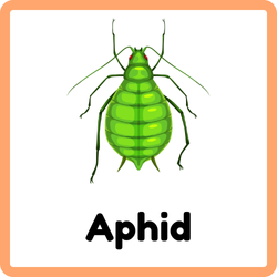 Aphid