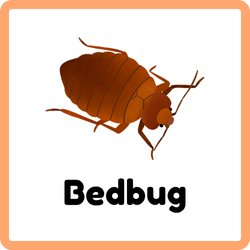 Bedbug