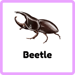 Beetle Type of Antennae Insect