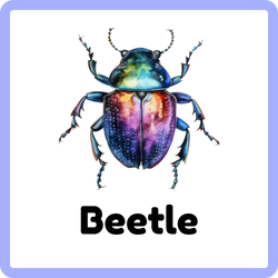 Beetle