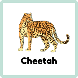 Cheetah – The Fastest Land Animal