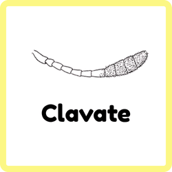 Clavate Centipede | Types of Insect Antennae
