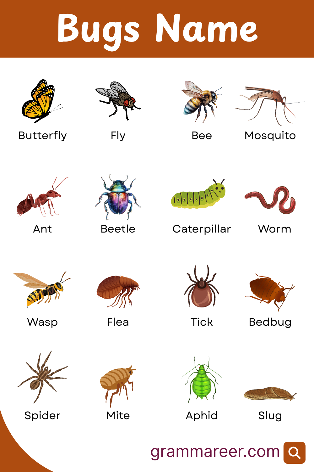 Common Bugs Names and their Pictures