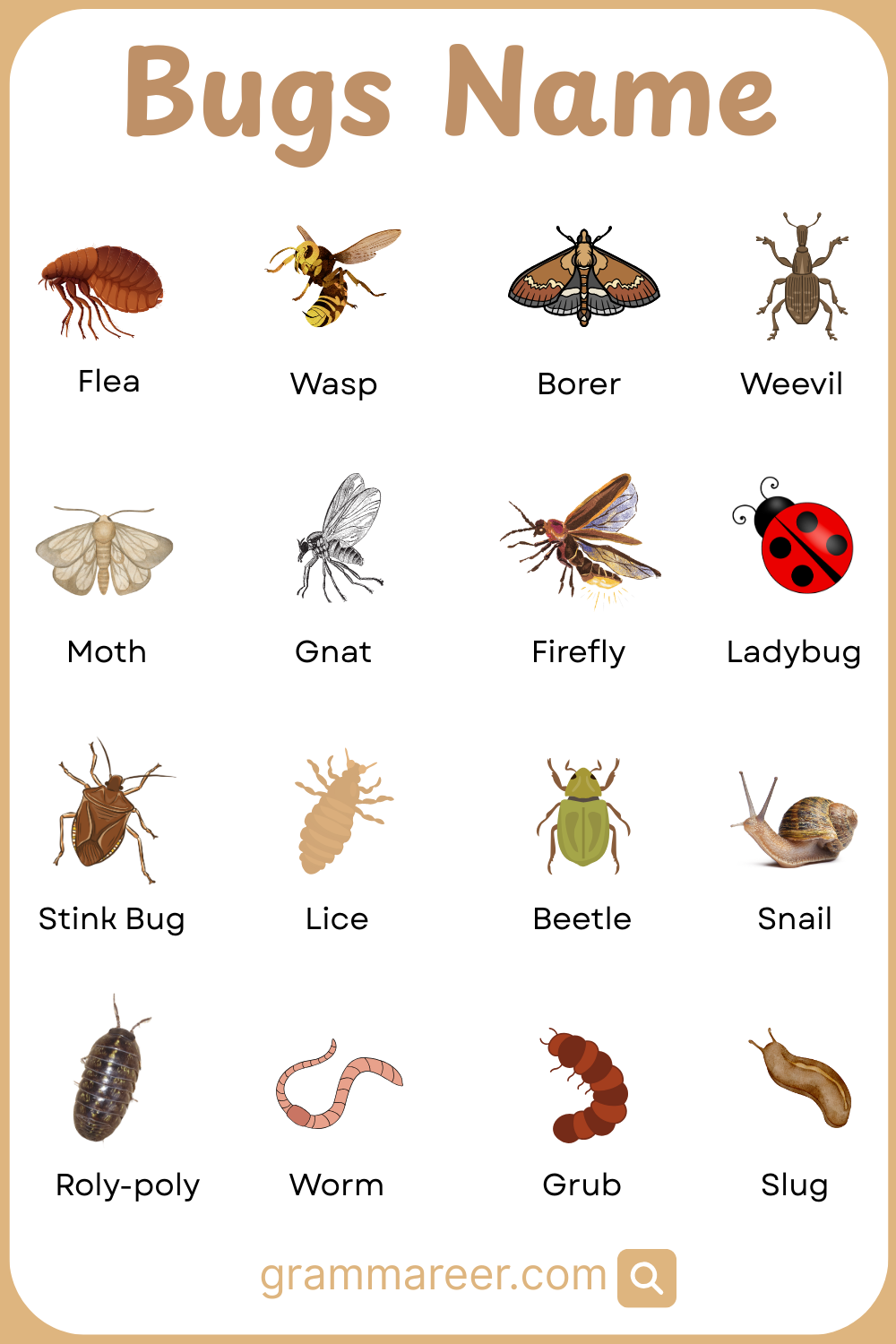 Common Garden and Park Bugs with their Pictures