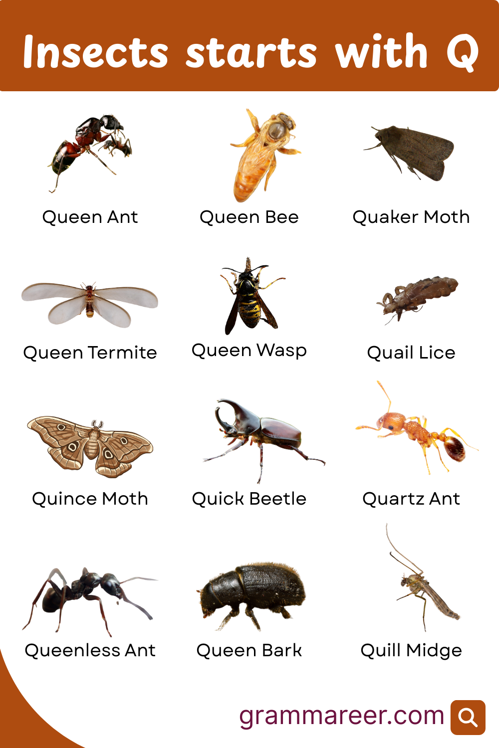 Common Insects Starting with Q with Pictures