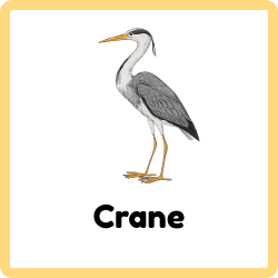 Crane