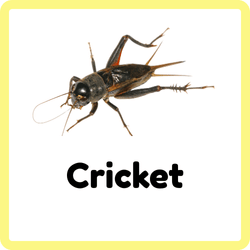 Cricket