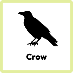 Crow – Intelligent Black Bird