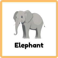 Elephant - Largest Land Animal on Earth