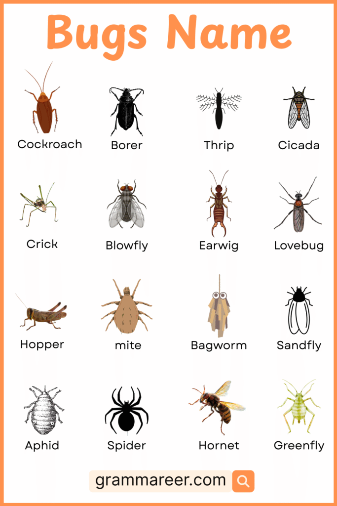 Everyday Bugs Found at Home