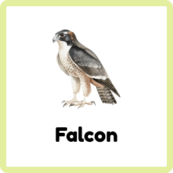 Falcon – Swift Hunting Bird