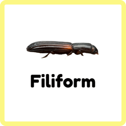Filiform