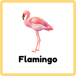 Flamingo