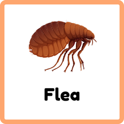 Flea