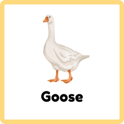 Goose – Types of Birds Names
