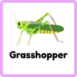 Grasshopper