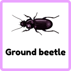 Ground beetle