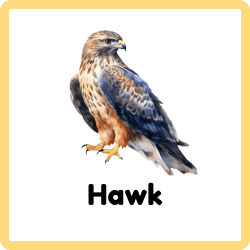 Hawk – Sharp-Eyed Hunting Bird